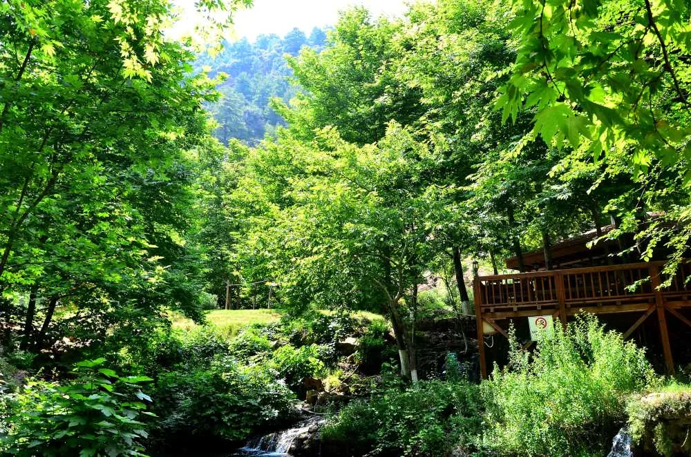 Yerköprü Mesire Alanı'nda yeşil doğa, ahşap yapı ve huzurlu atmosfer. Yerköprü Mesire Alanı'nda yeşil doğa, ahşap yapı ve huzurlu atmosfer.