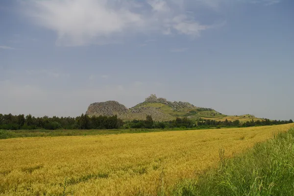 Yılan Kalesi'nin bulunduğu buğday tarlası ve tarihi kalıntılar.