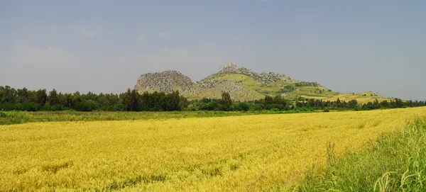 Yılan Kalesi'nde mısır tarlası ve eski taş kalıntıları.