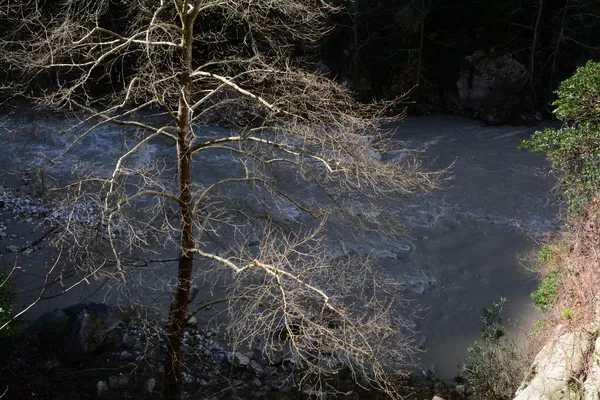Kapıkaya Kanyonu'nda ağaç ve akarsu, doğal huzur veren manzara.