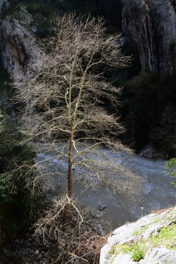 Kapıkaya Kanyonu'nda huzur veren doğa manzarası ve akan nehir.