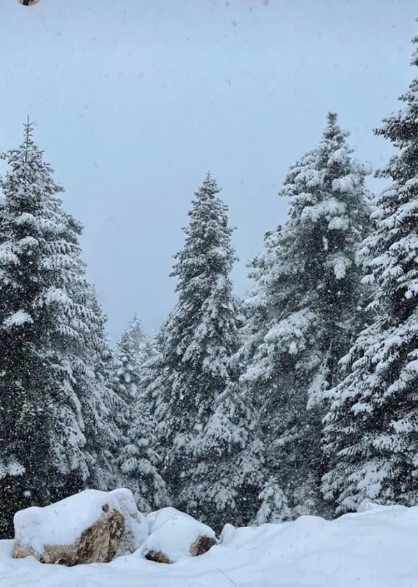 Yoğun kar yağışı altında çam ağaçları ve gri gökyüzü, huzurlu bir kış manzarası sunuyor.