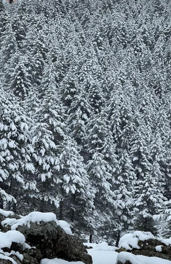 Dik çam ağaçları ile kaplı, karla örtülü huzur verici orman manzarası