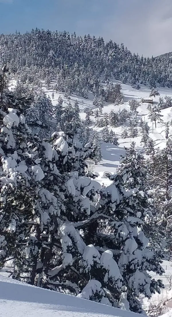 Karla kaplı ağaçlar ve güneşli bir kış manzarası.