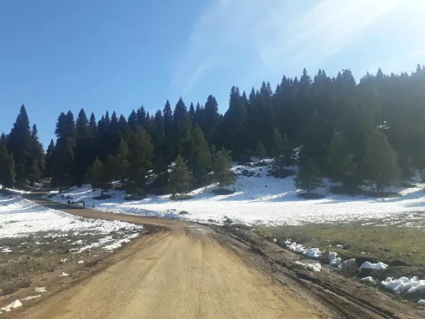 Yemyeşil ağaçlar ve karla kaplı toprak yol, huzurlu bir kış manzarası sunuyor.