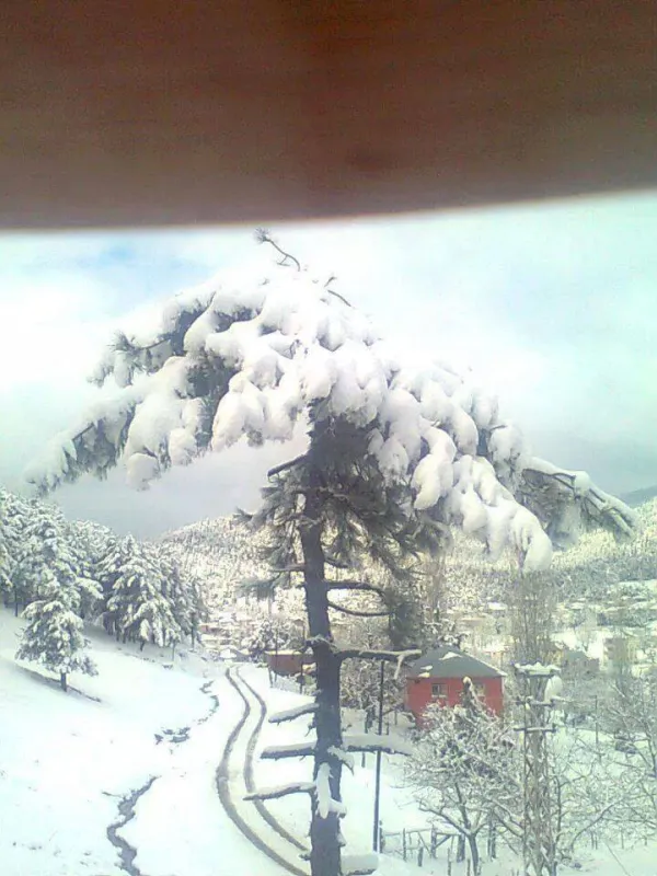 Karla kaplı dağ manzarası ve ince çam ağacının zarif görünümü