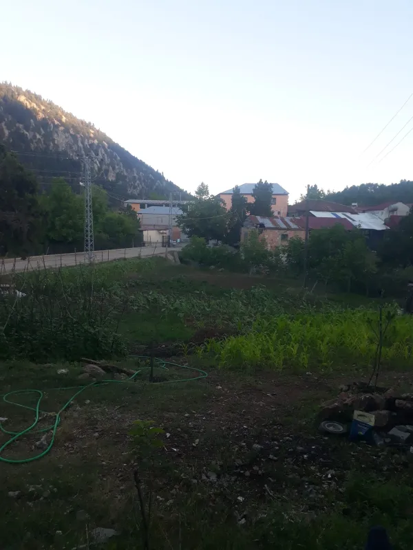 Dağlarla çevrili Aladağ Meydan Yaylası'nda mısır tarlası ve köy yapıları