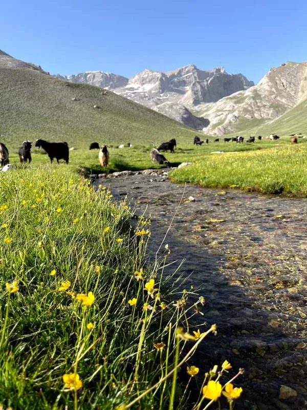 Aladağ Meydan Yaylası'nda yeşil alan, dere ve hayvanlar.