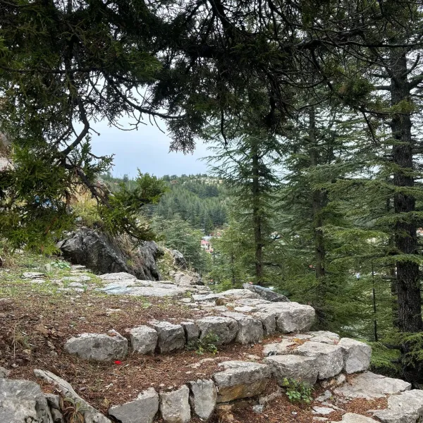 Yoğun ağaçlarla çevrili, taş merdiven ve hafif sisli gökyüzü manzarası.