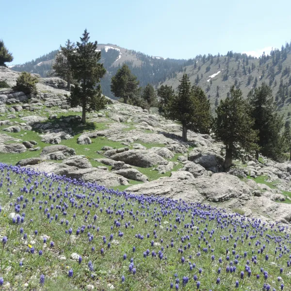 Mor çiçeklerle dolu geniş bir dağ manzarası ve çam ağaçları