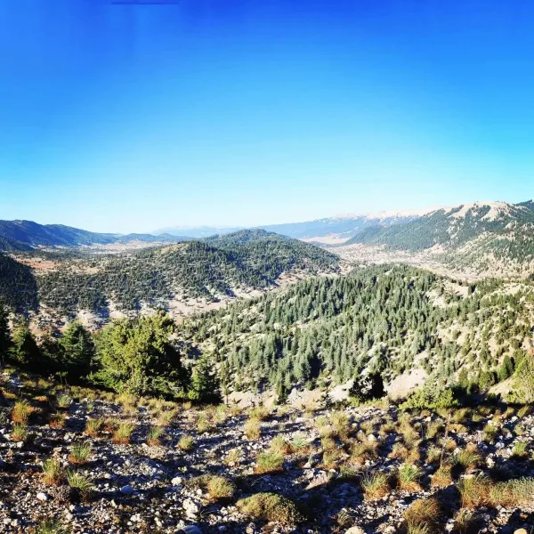 Yeşil çam ağaçlarıyla kaplı dağlar ve sarı çiçeklerle dolu kayalık zemin.