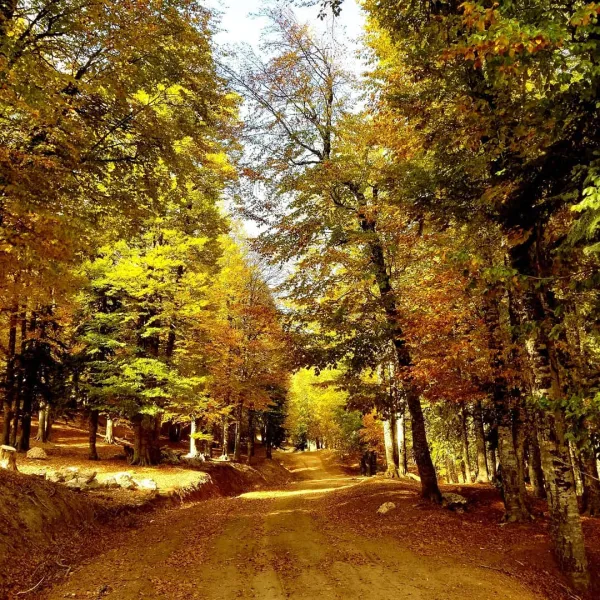 Sonbaharda yüksek ağaçlarla çevrili orman yolu, sarı ve turuncu yapraklarla kaplı.