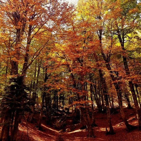 Canlı turuncu ve sarı yapraklarla dolu huzurlu bir orman manzarası