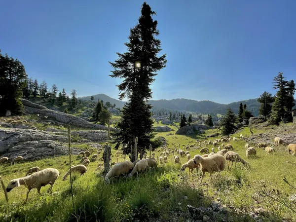 Kozan Horzum Yaylası'nda koyun sürüleri ve doğal manzara.