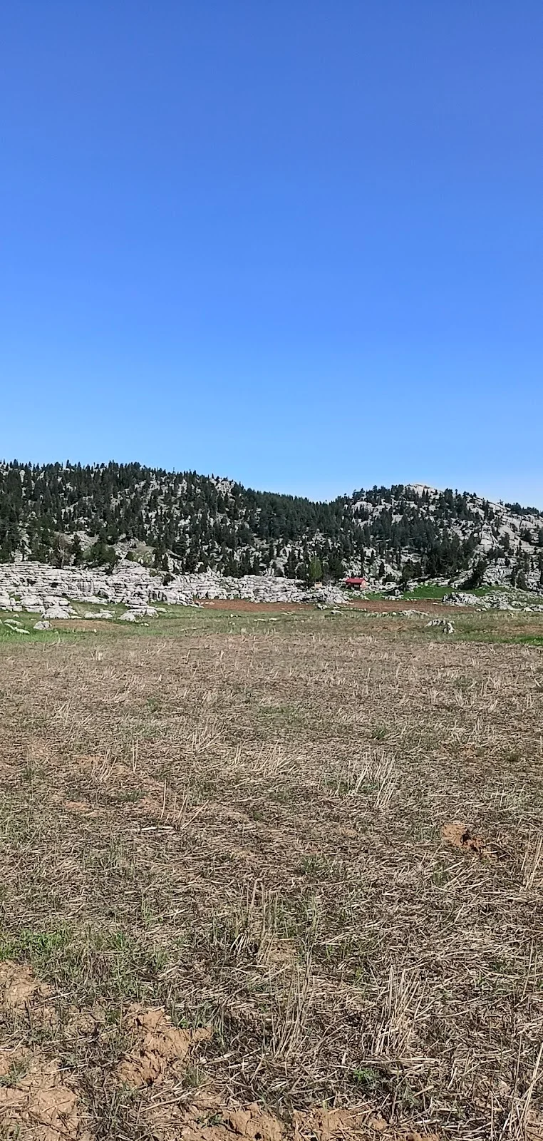 Kozan Horzum Yaylası: Doğanın Güzelliği Kozan Horzum Yaylası'nda dağlar ve orman manzarası.