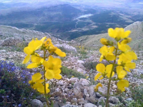 Dağlık alanda açmış sarı çiçekler, geniş vadi ve dağ manzarası.