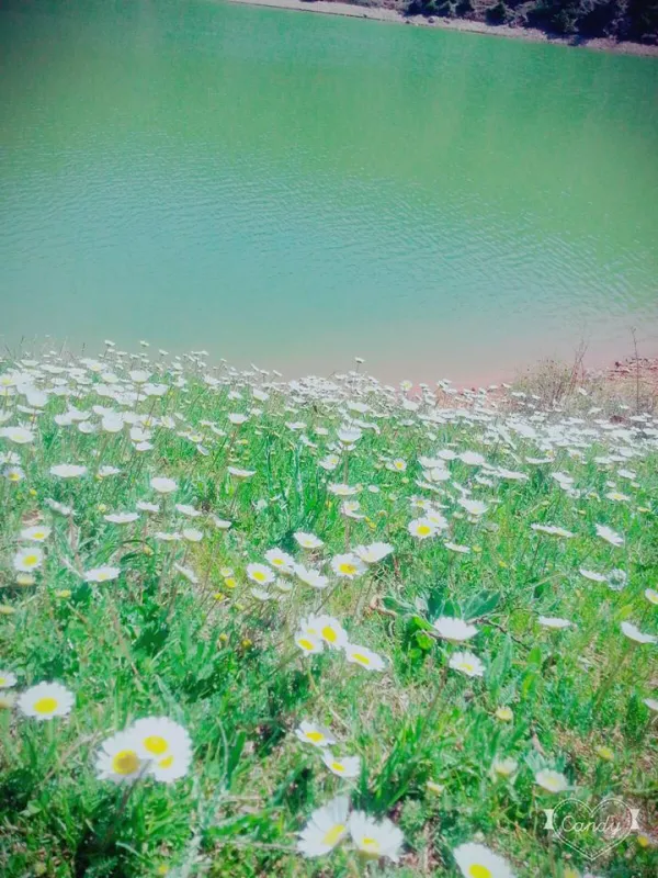 Yeşil su birikintisi önünde çiçeklerle dolu alan, huzurlu doğa manzarası