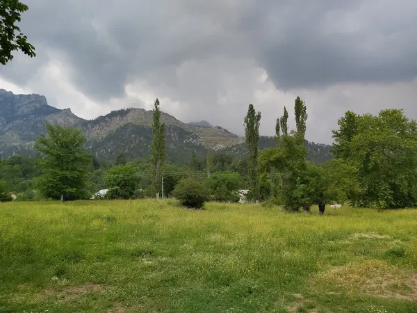 Pozantı Belemedik Yaylası'nda sarı çiçeklerle kaplı yeşil alan.