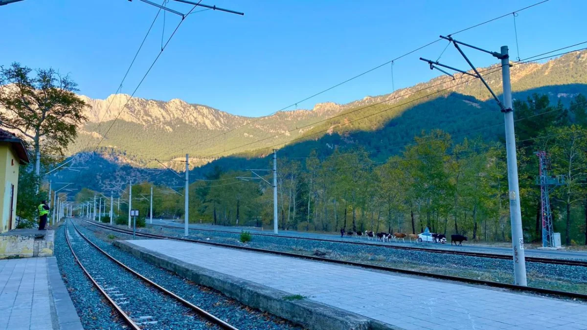Dağlık bölgede bir tren istasyonu, yeşil ağaçlar ve otlayan inekler ile huzurlu manzara