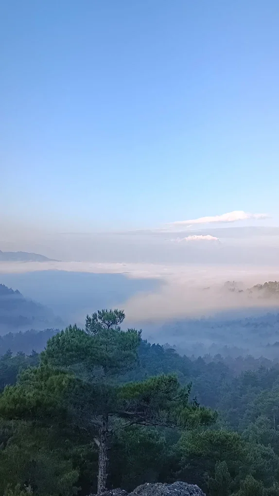 Geniş doğal manzarada sis tabakası ve yeşil ormanlar arasında belirgin bir çam ağacı.