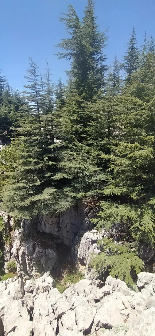 Yoğun çam ormanları ve kayalık alanla huzur verici doğal manzara