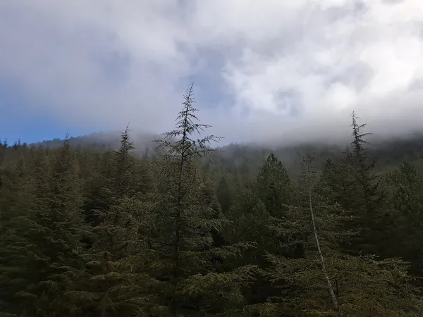 Sisli havada çam ağaçları ile dolu yoğun orman manzarası.
