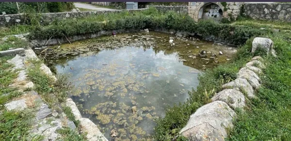 Kenarları taşlarla çevrili su dolu havuz, sarımsı yeşil yosunlar ve yüksek otlarla çevrili doğal bir alan.