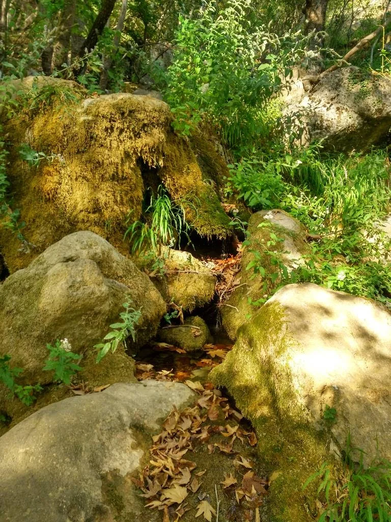 Doğa ile İç İçe - Huzurlu Bir Kaçış! Yemyeşil orman manzarası, büyük taşlar ve su kaynağı ile huzurlu bir atmosfer.