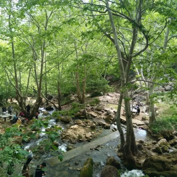 Yemyeşil ağaçlar arasında akan dere ve dinlenen insanlar.