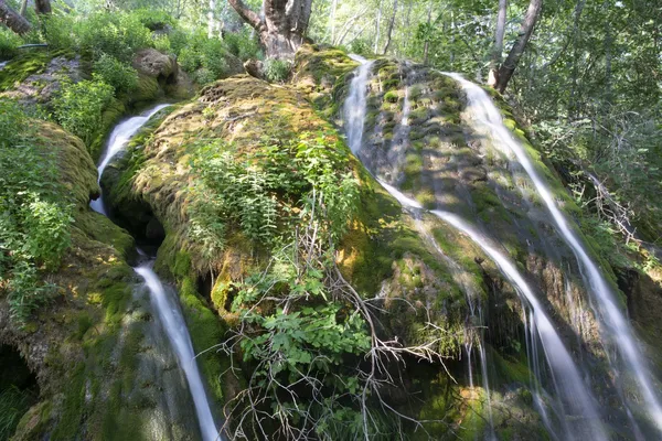 Şelalelerle çevrili yeşil bitki örtüsü ve huzurlu orman manzarası.
