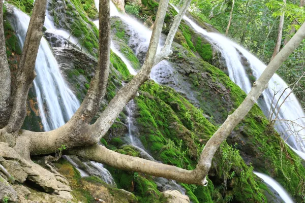 Yeşil yosunlarla kaplı eğimli alandan akan şelale ve büyük ağaç