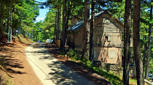 Yemyeşil ağaçlarla çevrili dar bir yolda ilerleyen araçlar ve ahşap yapı.