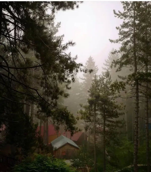 Sisle kaplı ormanda ince ağaçlar ve kırmızı mavi çatılı yapılar
