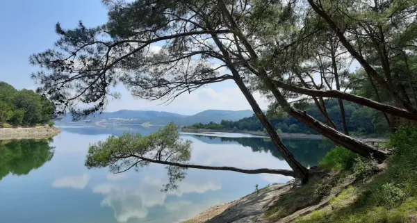 Sakin bir göl manzarası, eğilmiş çam ağaçları ve yeşil dağlar ile doğal bir atmosfer