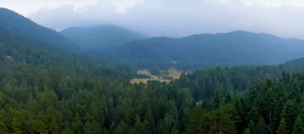 Yoğun orman manzarasında yeşil çam ağaçları ve dağlık gökyüzü.