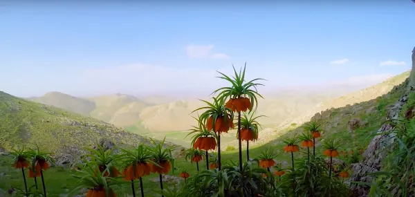 Yemyeşil dağlık alan, turuncu çiçekler ve buharlı dağ manzarası