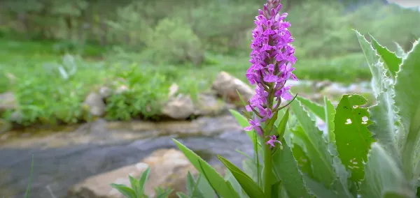 Keskin mor çiçekler ve yeşil yaprakların ön planda olduğu huzur verici doğal manzara.