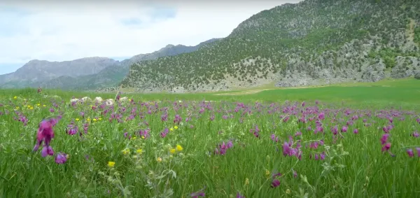 Yeşil çayırda açmış mor, sarı ve beyaz çiçekler, dağ manzarasıyla birleşiyor.
