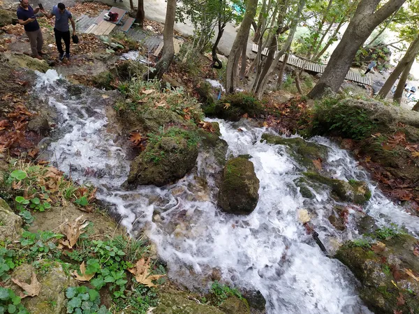 Yeşil bitkilerin arasından akarak giden doğal su kaynağı ve çevresindeki ağaçlar.