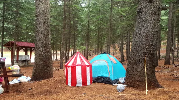 İki çadır ve ormanlık alan, doğa içinde kamp atmosferi yansıtıyor.