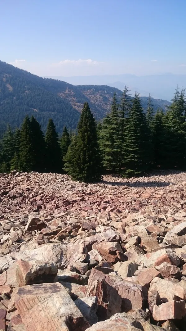 Ağaçlarla kaplı dağ manzarası ve taşlı zemin