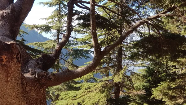 Yoğun ağaçlarla kaplı doğal manzarada güneş ışığı yapraklardan süzülüyor.