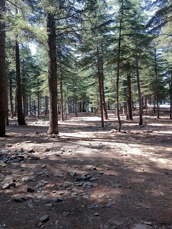 Sık ağaçlarla dolu ormanda gün ışığı ve gölgelerle huzurlu bir atmosfer.