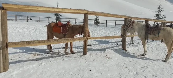 Karla kaplı dağlar ve ahırda duran sarı ve beyaz atlar.