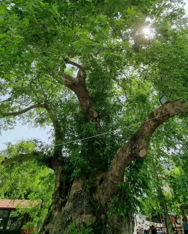 Büyük yeşil yapraklarla kaplı kalın gövdeli bir ağaç, arka planda kırmızı kiremitli binalar ve sosyal alan.