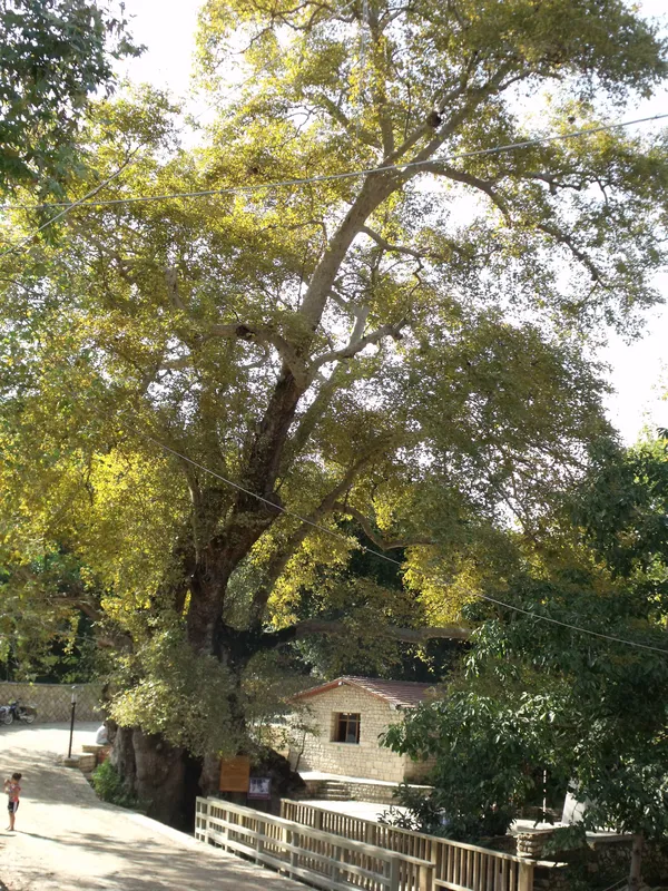 Büyük yapraklı ağaç, taş ev ve yürüyen çocukla doğal bir manzara.