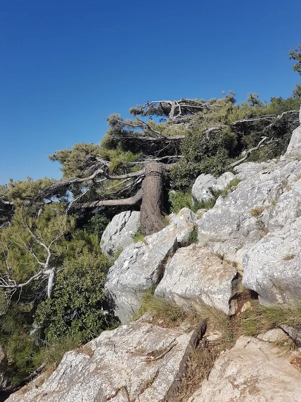 Sarp kayalık alan üzerinde rüzgârda eğilen çam ağacı ve açık mavi gökyüzü.