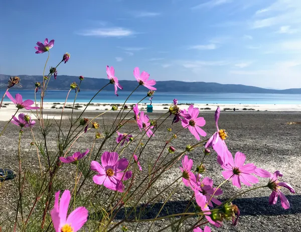 Yeşil ve pembe çiçeklerin ön planda olduğu, sakin bir deniz manzarası.