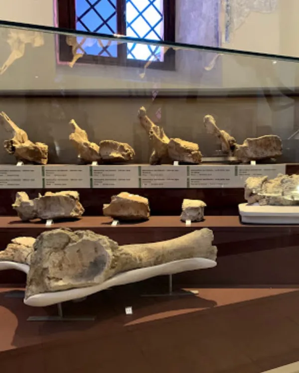 Müze sergisinde cam vitrin içinde çeşitli fosil kalıntıları sergileniyor.