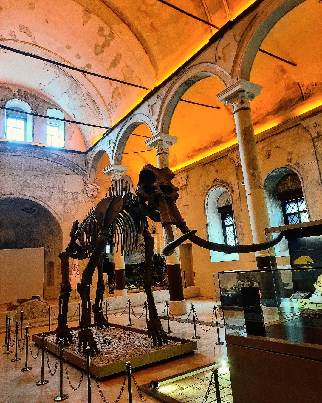 Büyük bir mamut iskeleti tarihi müze ortamında sergileniyor.